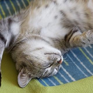 tabby cat laying with chest and arm up; cat is sleeping and openly relaxed.
